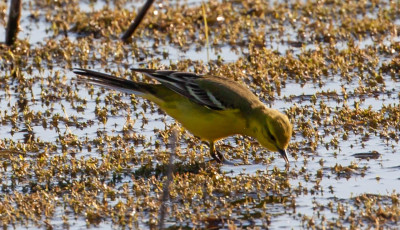 „Der frühe Vogel fängt den Wurm“ – Wer früh investiert, profitiert früher von den Erträgen.
