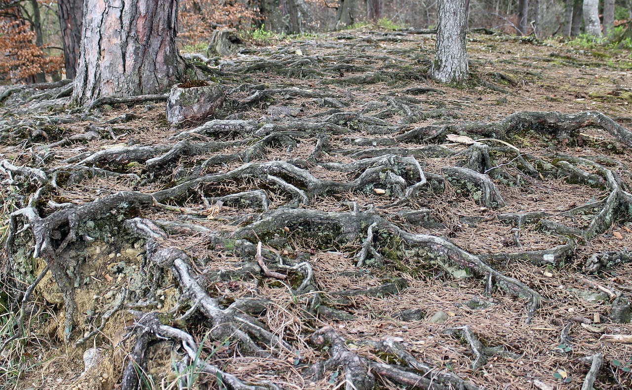Why I Put Down Roots in My Stocks